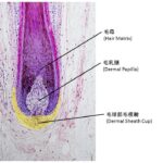 次世代器官再生医療である毛包再生医療に関して