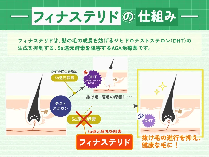 フィナステリド_効果_仕組み